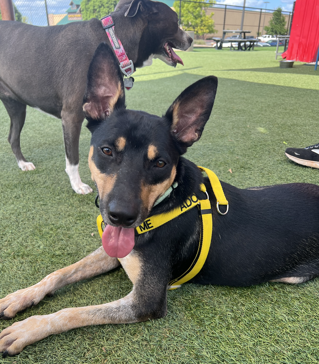 Tan Man – We’re OK Foundation