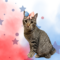 Cleo