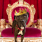 Bruno