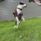 Arlo