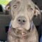 Odie