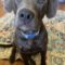 Odie