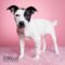 Dottie