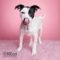 Dottie