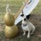 Dottie
