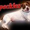 Speckles