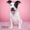 Dottie