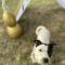 Dottie