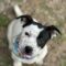 Dottie