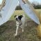 Dottie