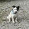 Dottie