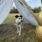 Dottie