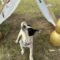 Dottie