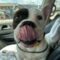 Wilbur