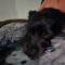 Brillo