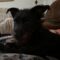 Brillo
