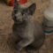 Ember