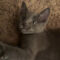 Ember