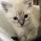 Chai